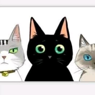 青岛三只猫