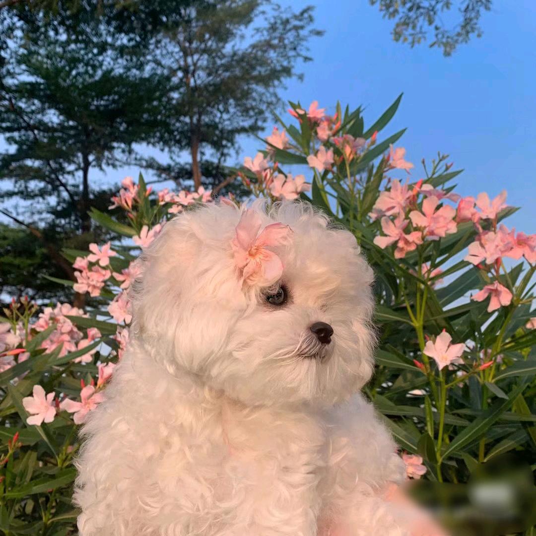 小锦李🌻