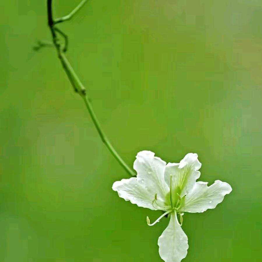 🌻蓦然回首🌻