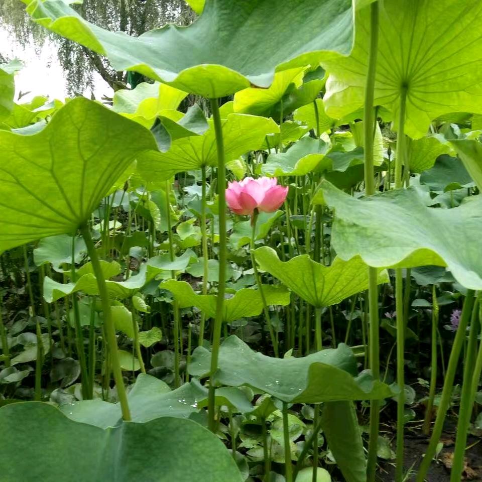 简简单单平平淡淡做人