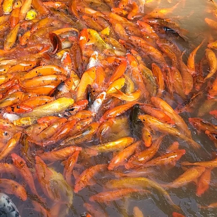 桃