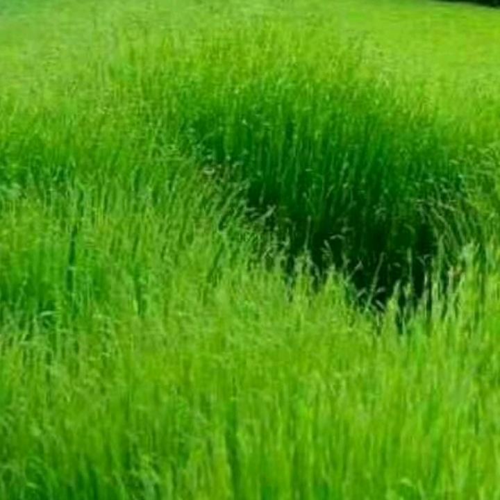 赵维