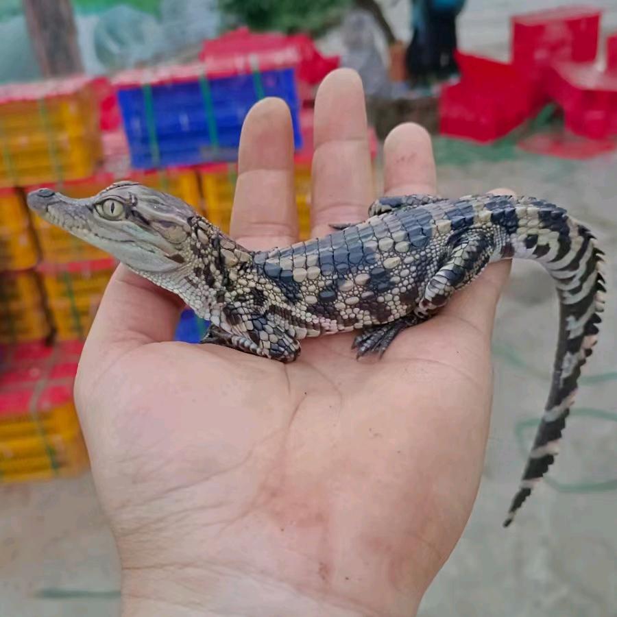 生辉鳄鱼养殖场