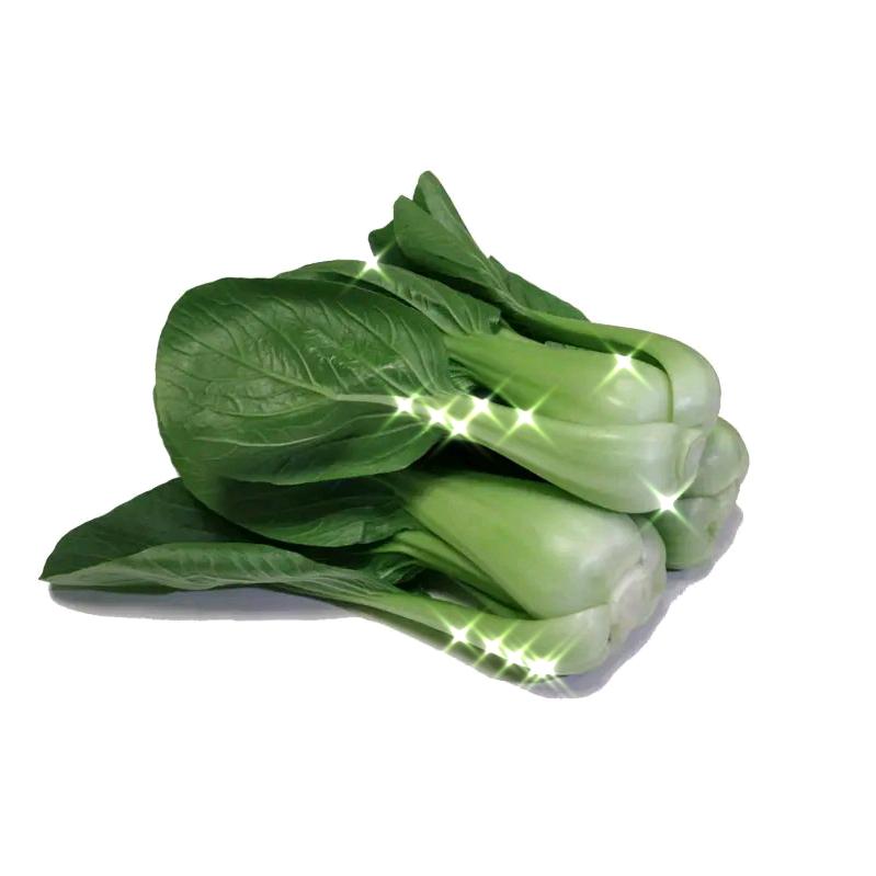 上饶小白菜