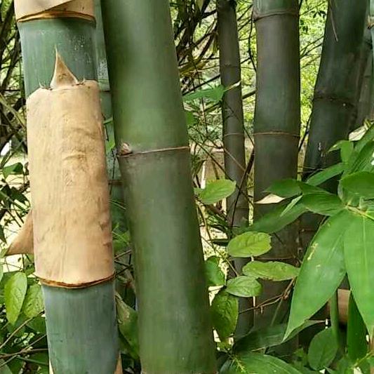 我的未来不是梦