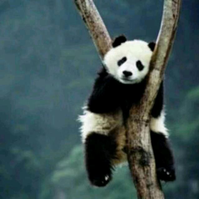 孔雀河畔一只猫