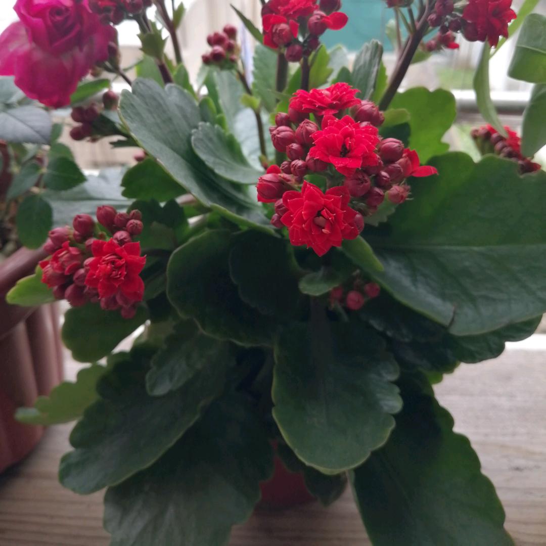 英🌺💐🌸