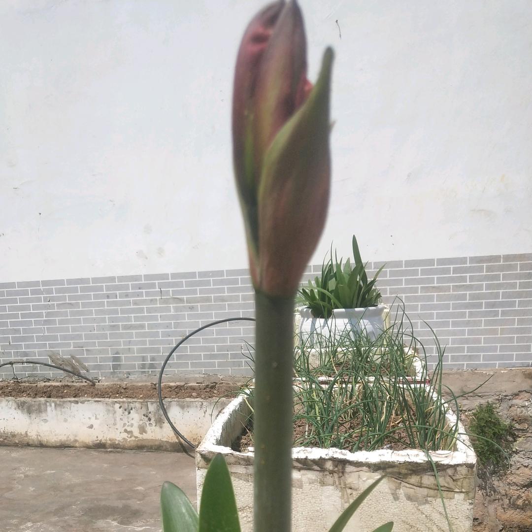 富贵之花