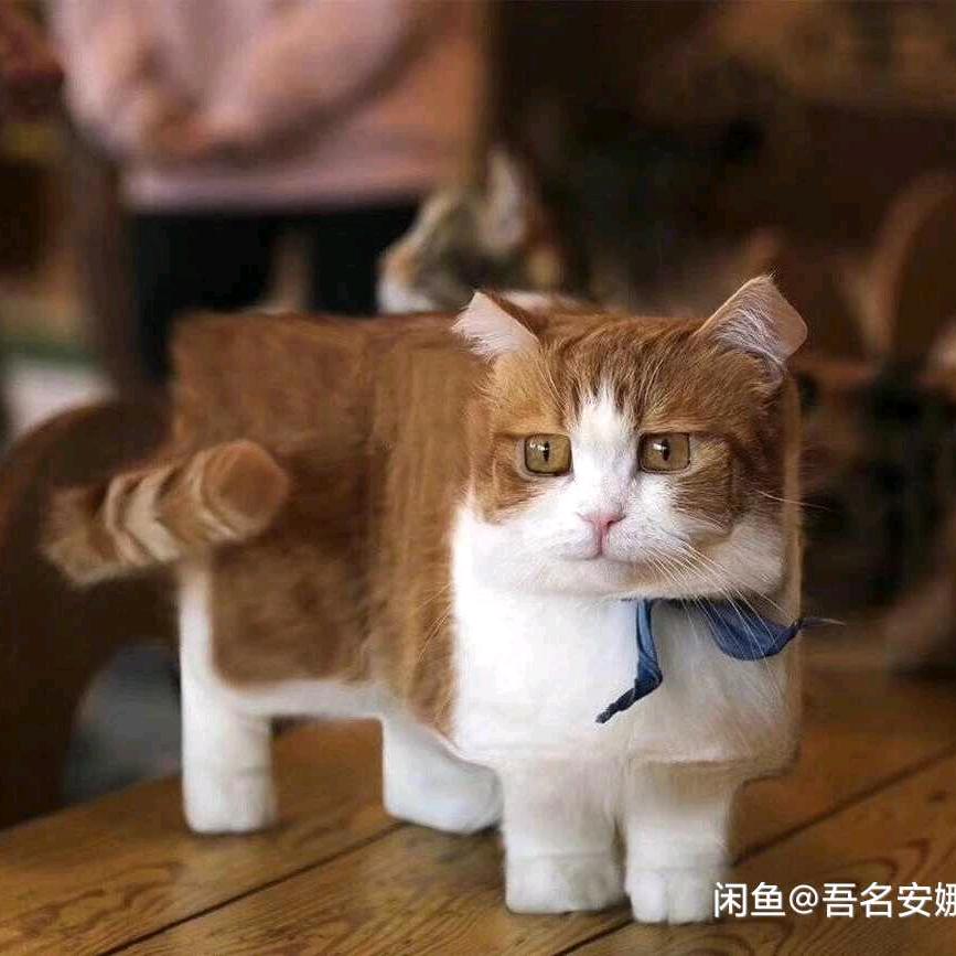 猫不同