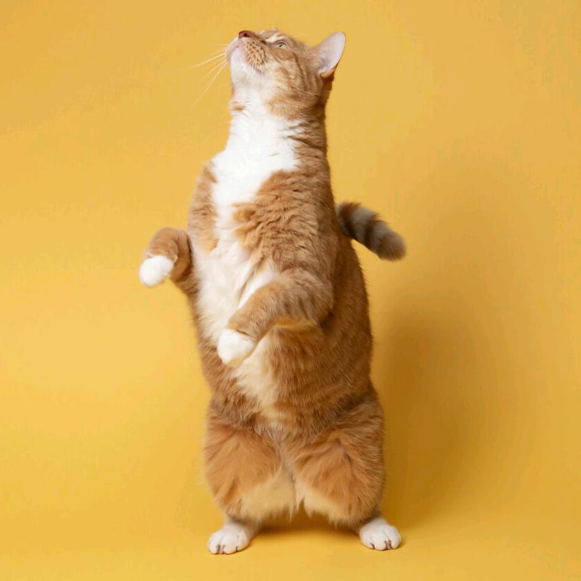 Miaou