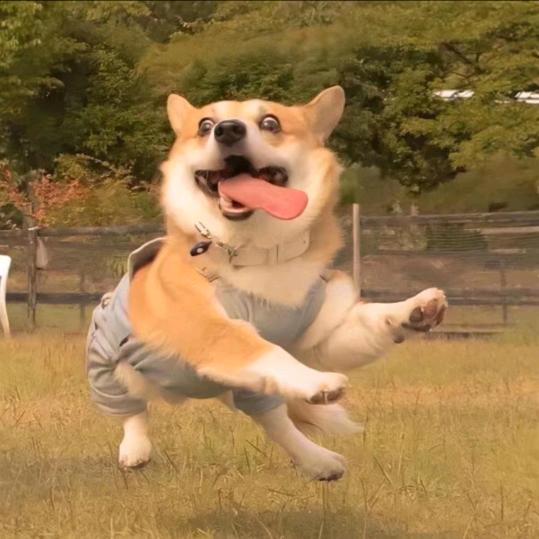 锦俐达