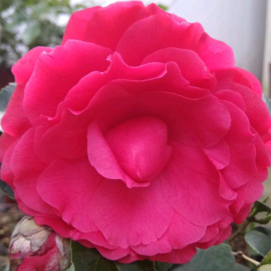 菩提道