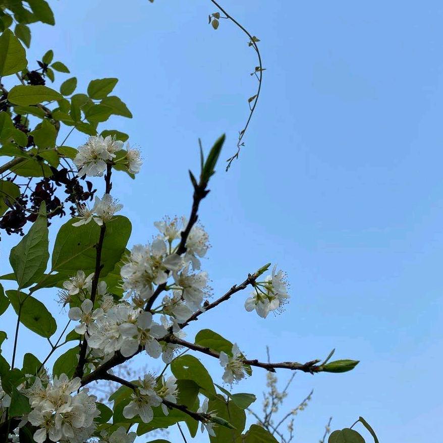 岁岁平安
