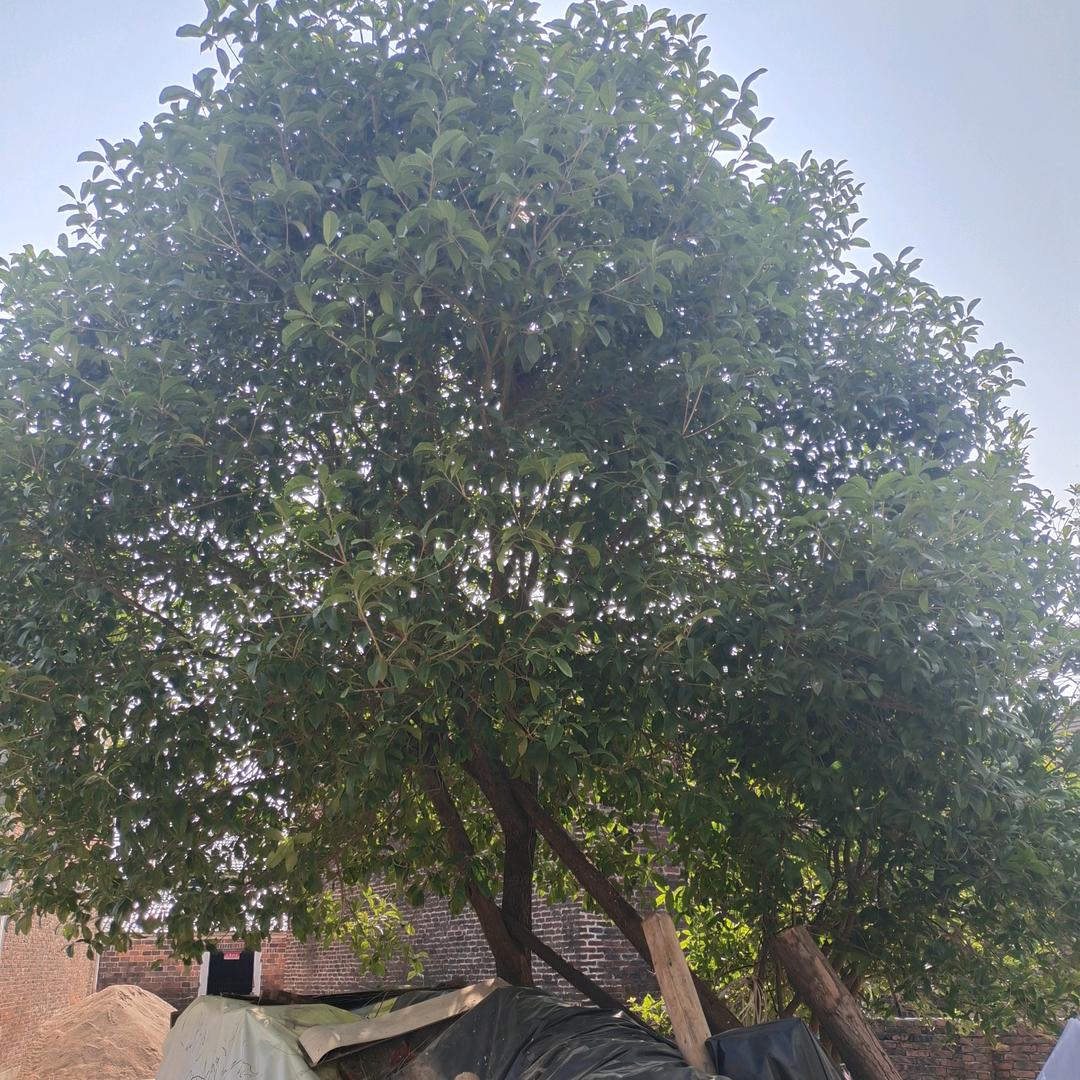 能吃苦且爱玩抖音的女人