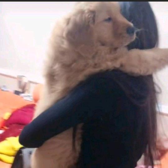可人