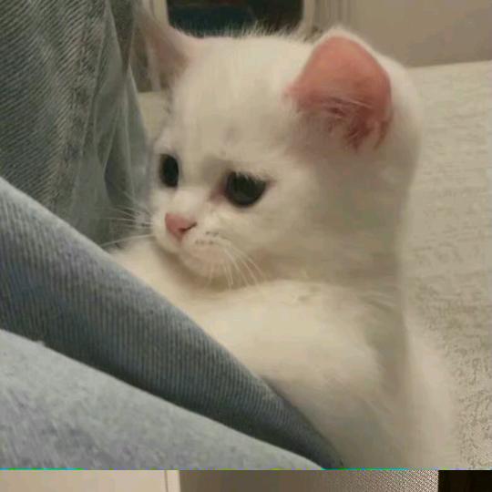 小羊也会困.