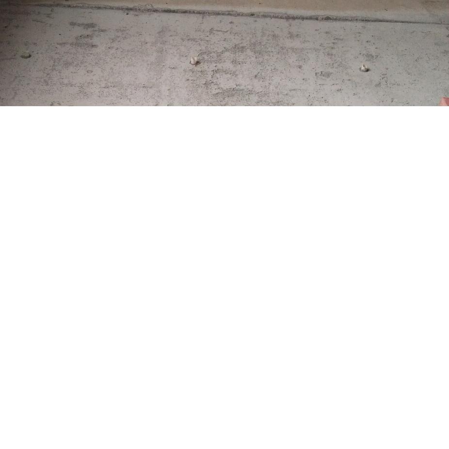 灰兔冤
