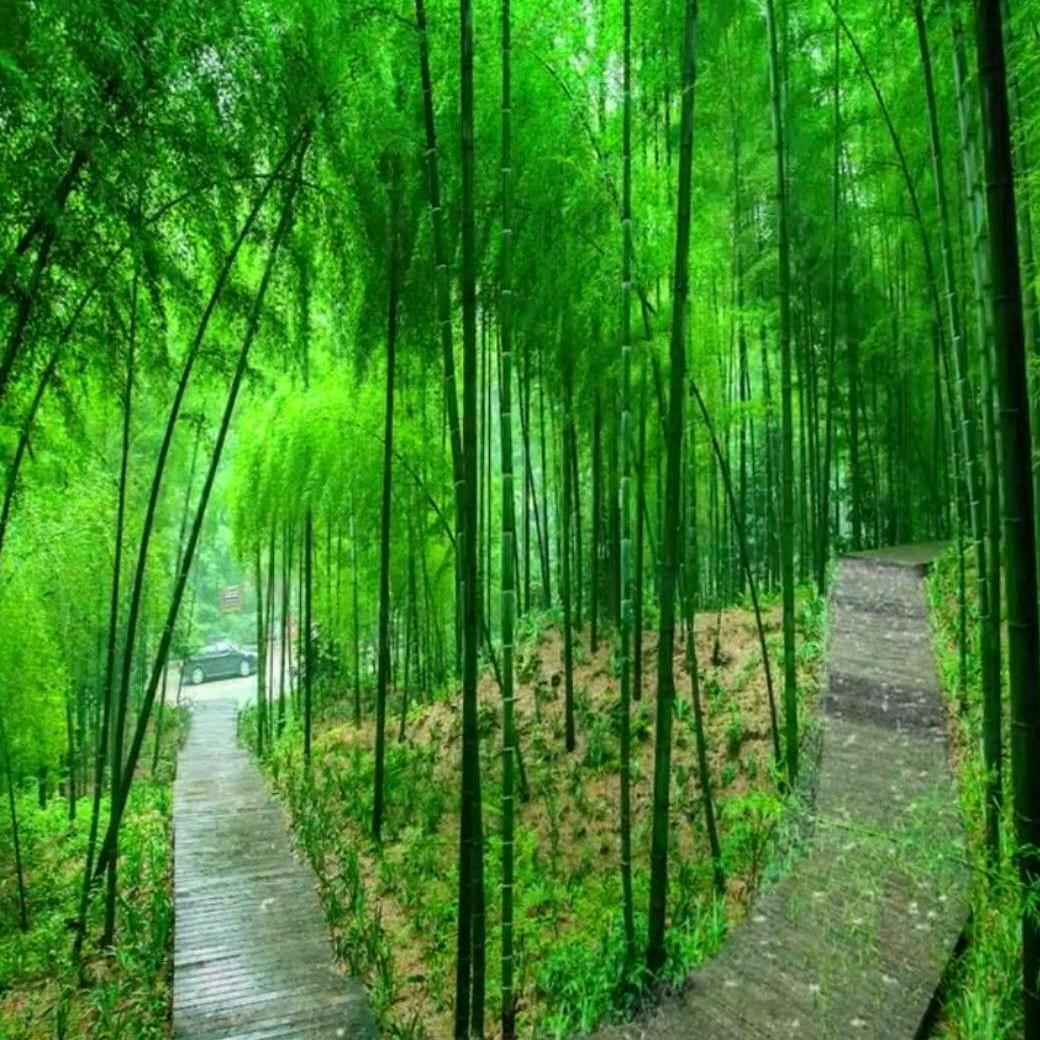 木可