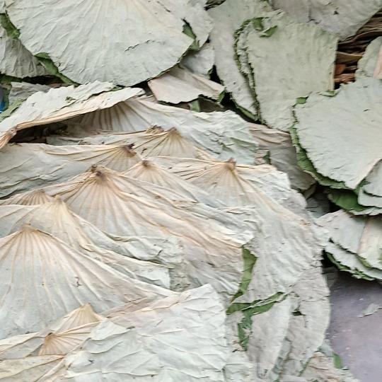 荷叶出售龙虾养殖