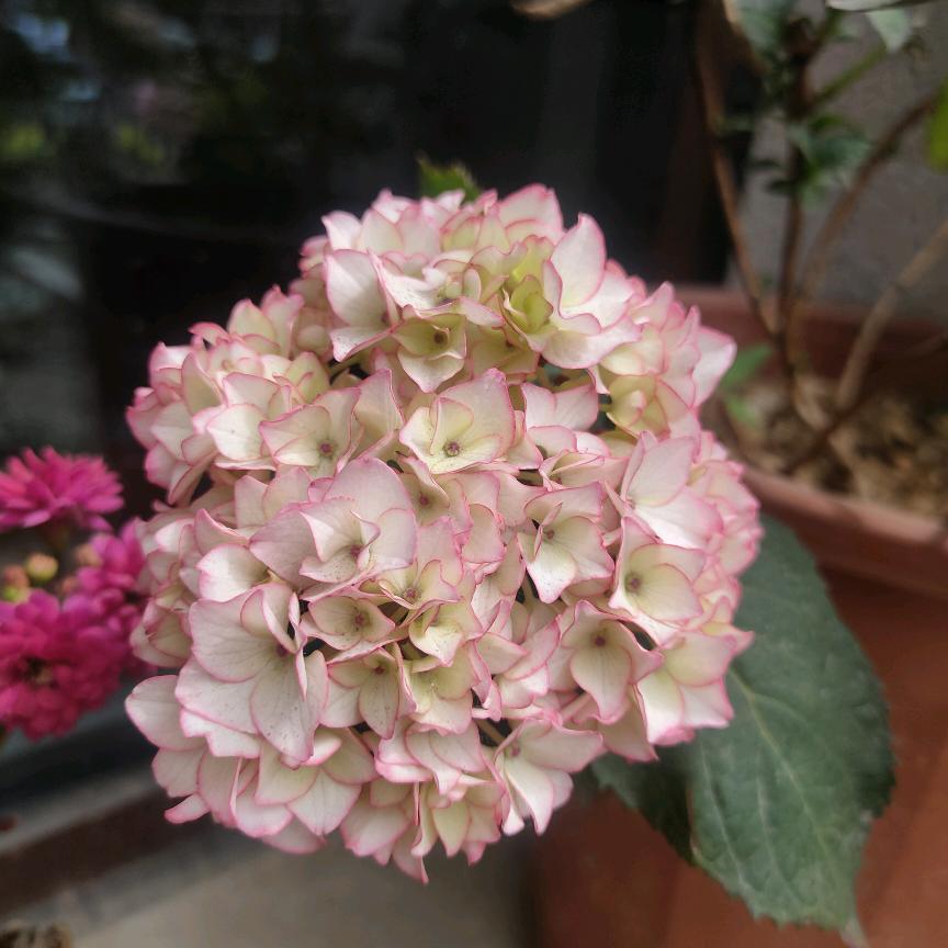 菲诺凡