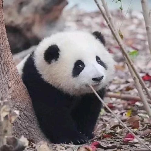 小熊猫日记