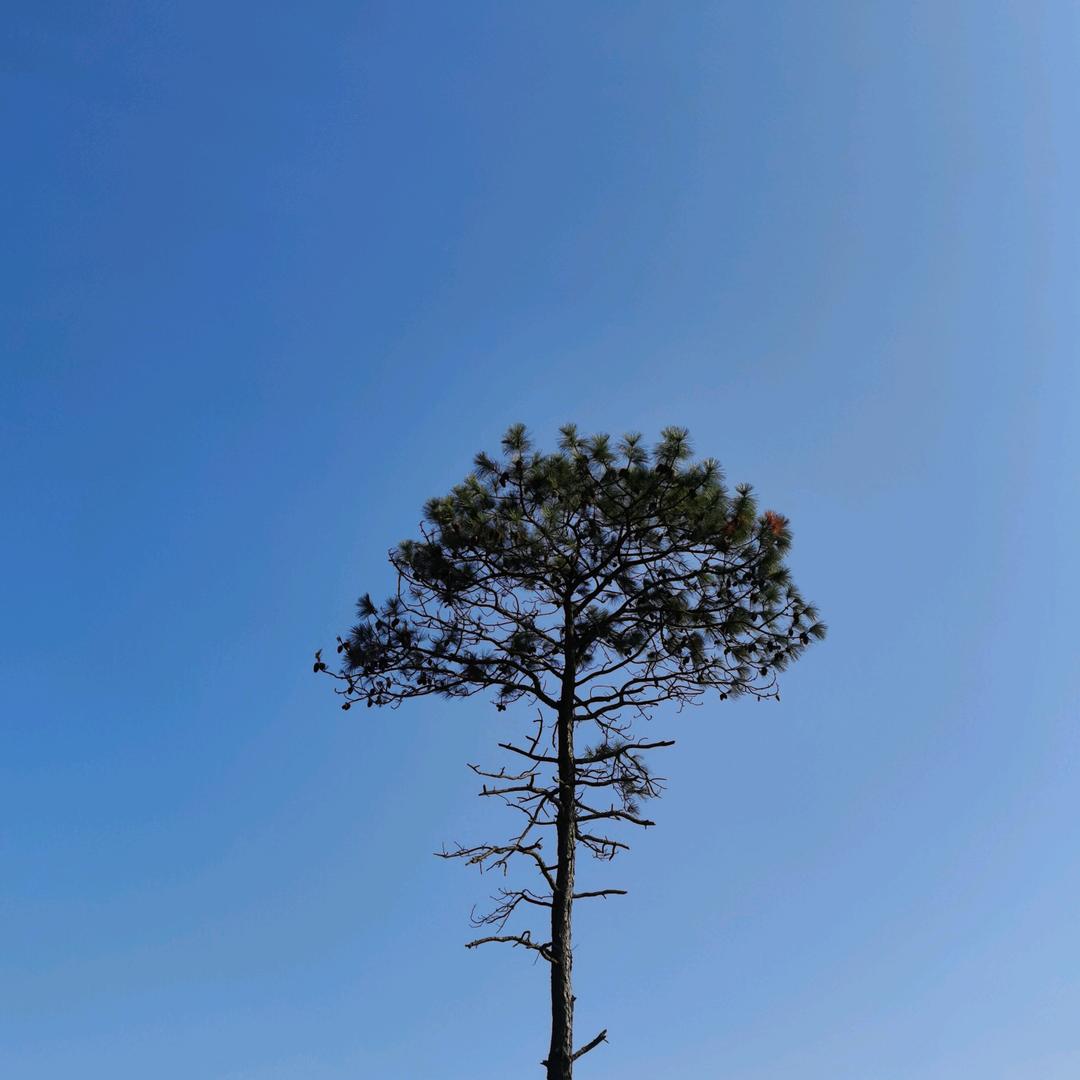 浮生若梦