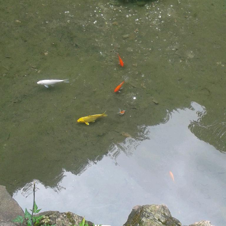 雾影飘渺¹⁹¹⁵