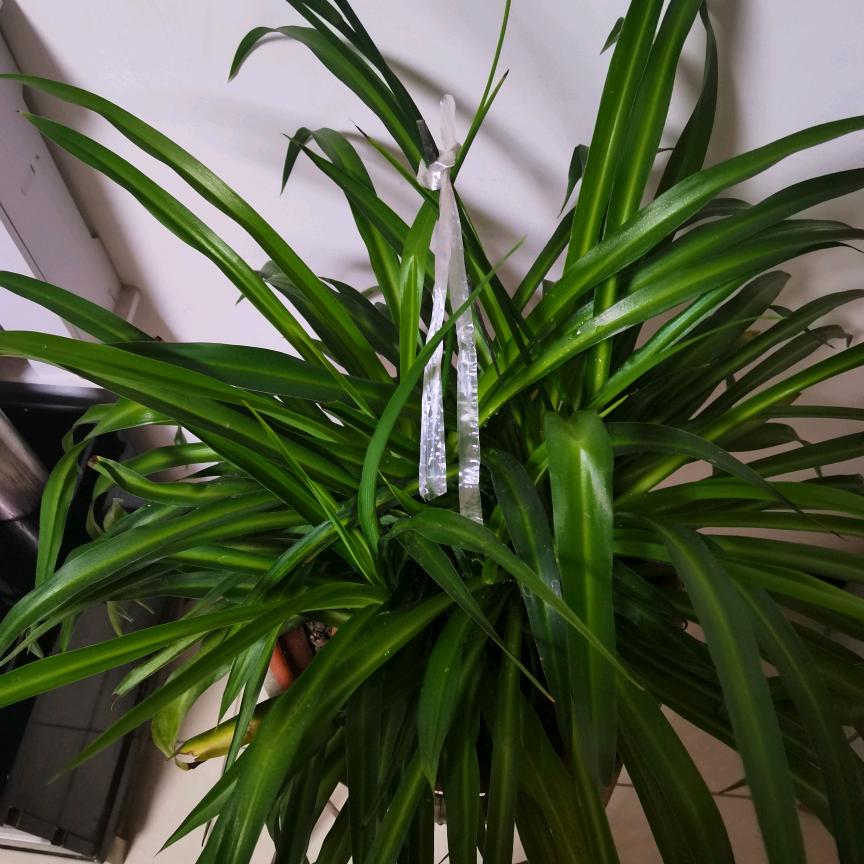 骑着窝牛去散步