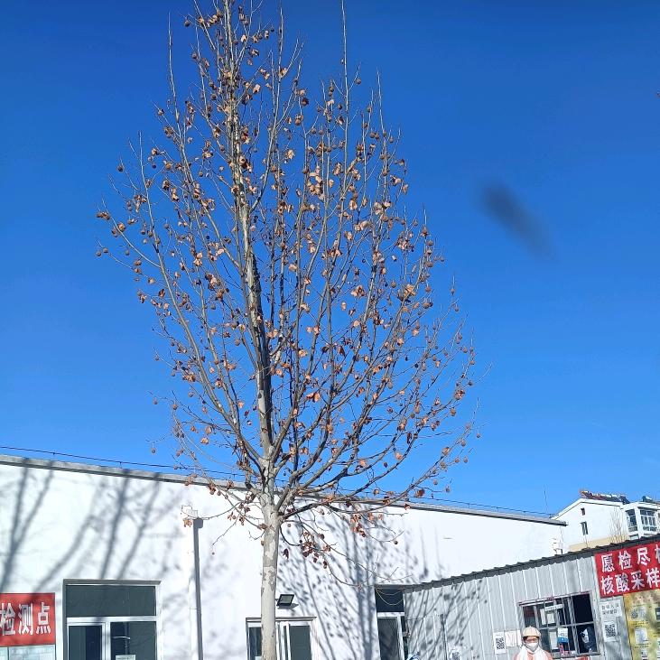 李春环