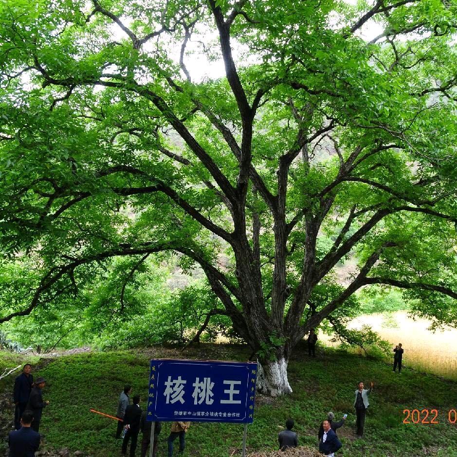 滇岭