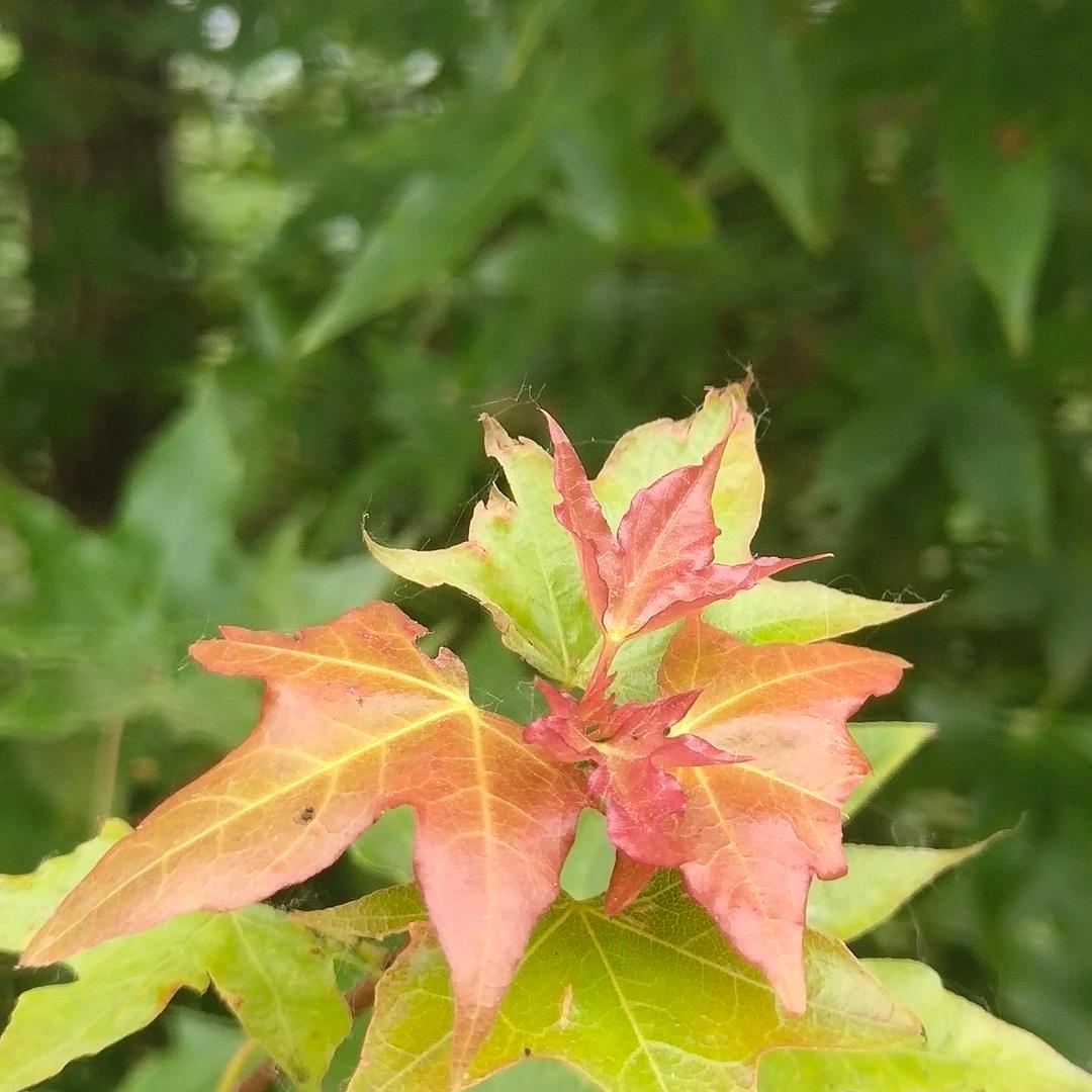 喝羊汤在茌平找慧姐