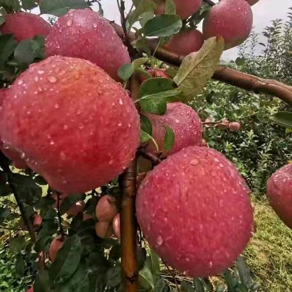 聚缘果坊