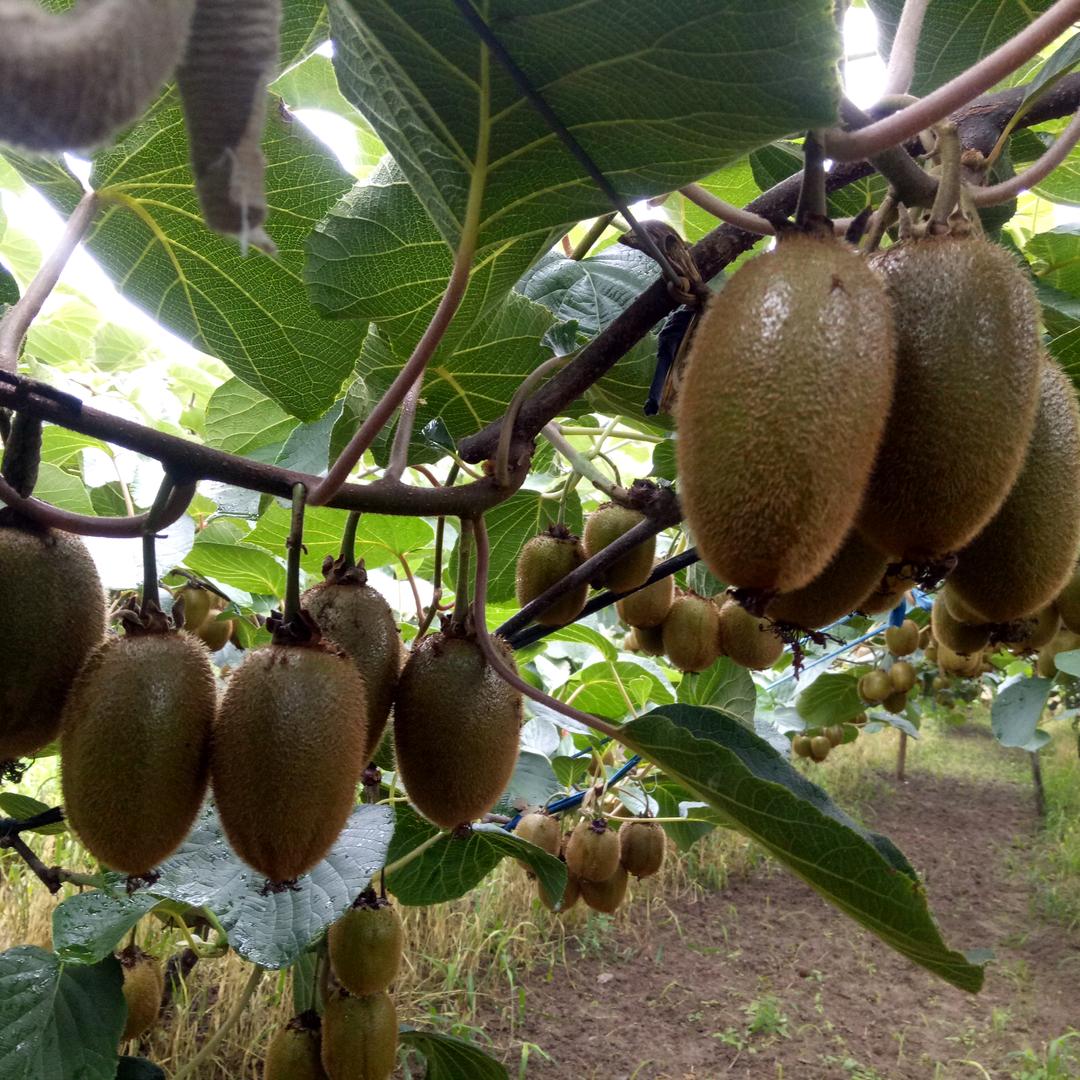 弥猴桃果农老大