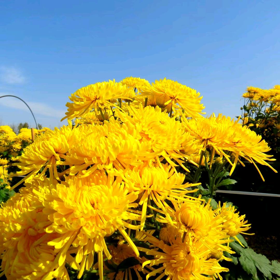 丰昌花卉