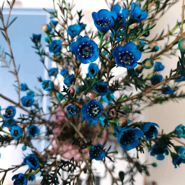 薏米满红豆