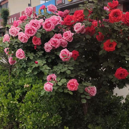 开心❤️❤️❤️❤️❤️