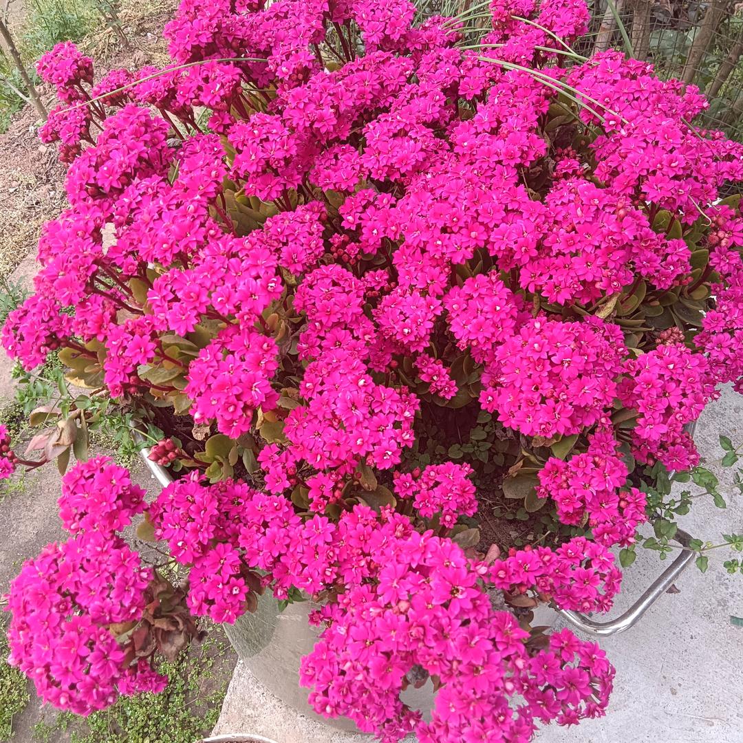 油菜花
