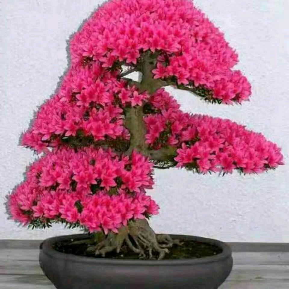 云年