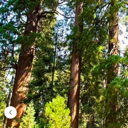 🌈天然森林🌈