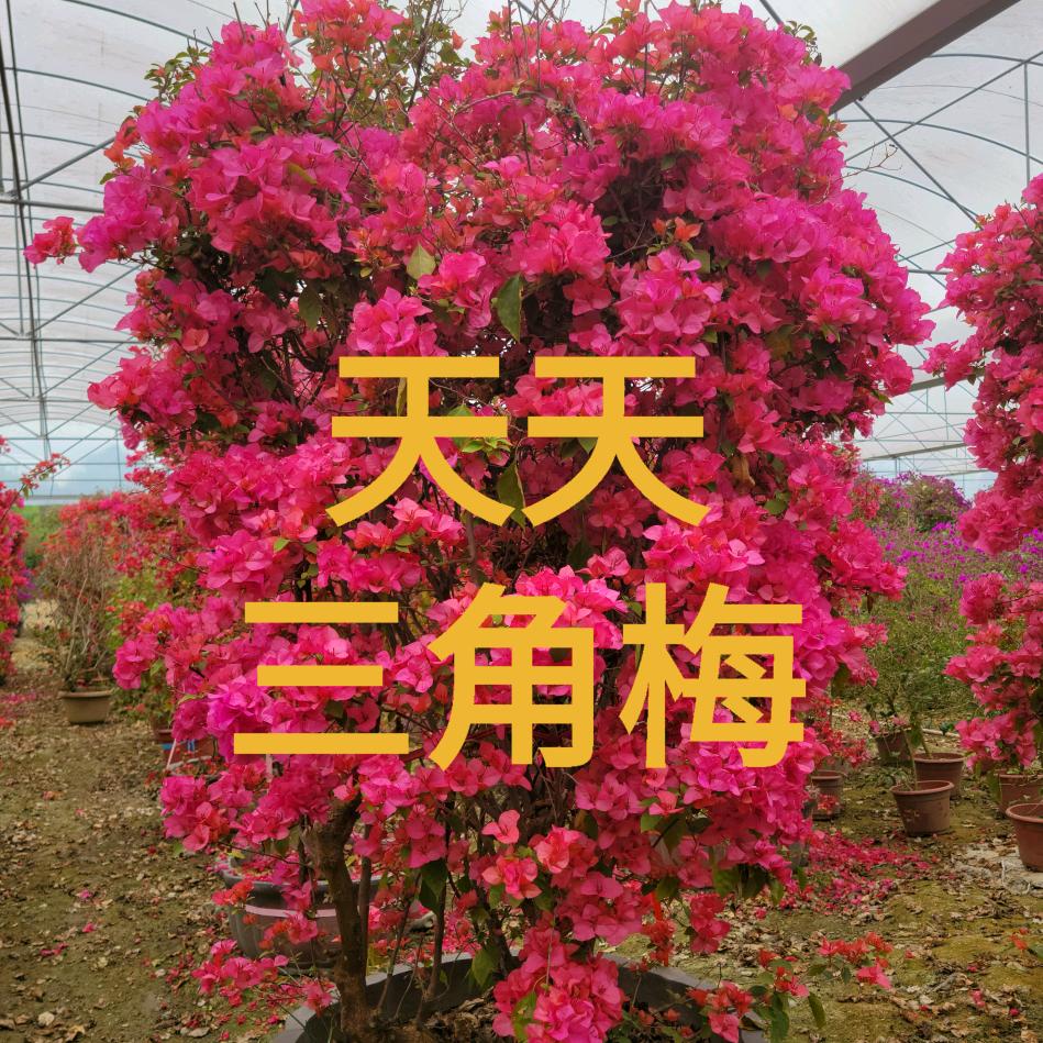 天天到花园三角梅