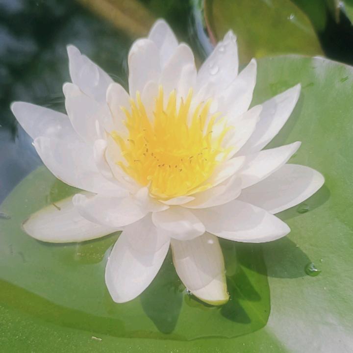 小花儿652769