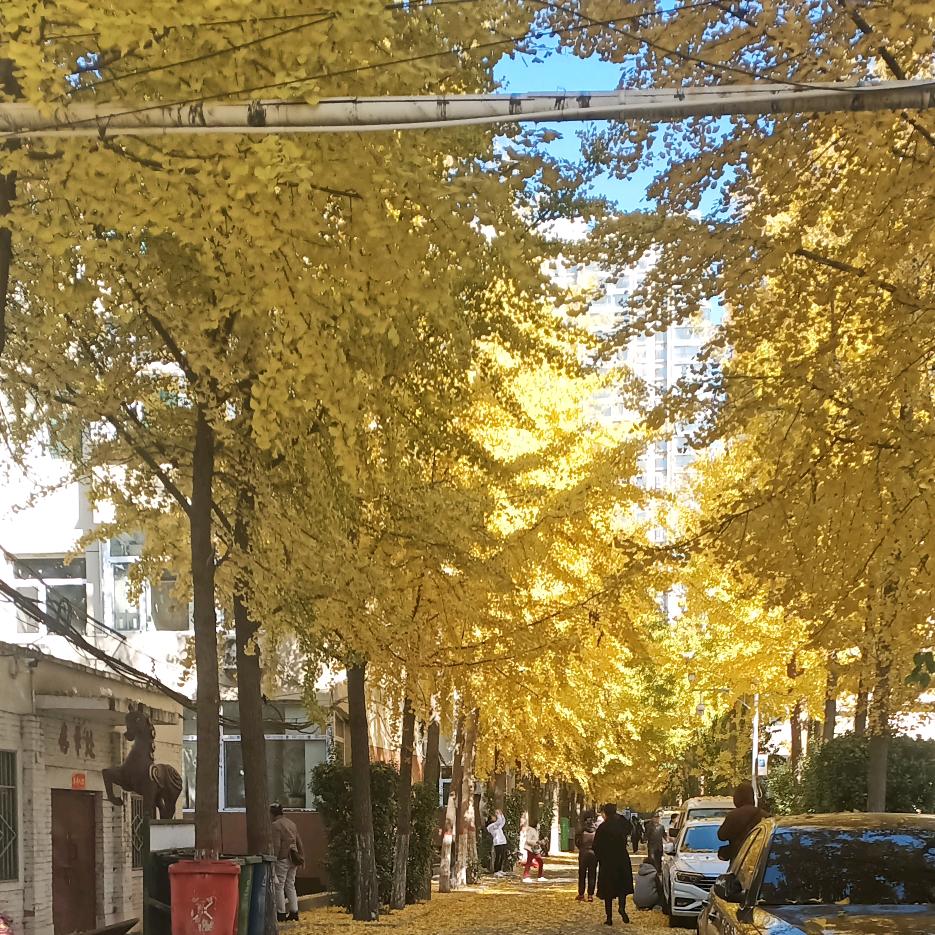 云鹤青松