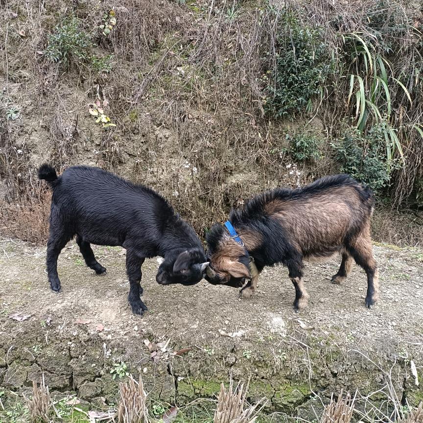 放羊哥79年的羊羊