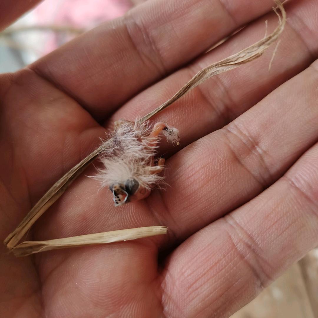 大抛