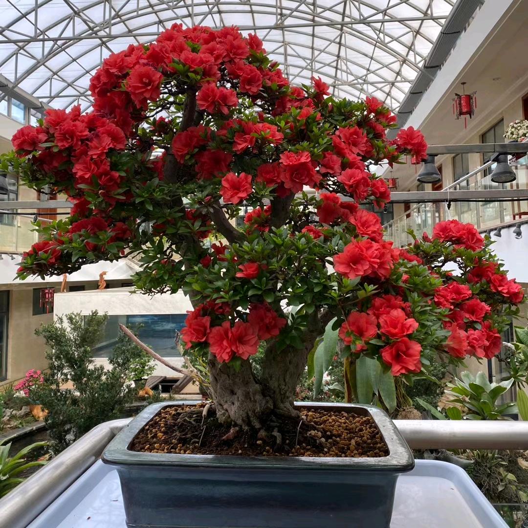 天蓝蓝花之乡