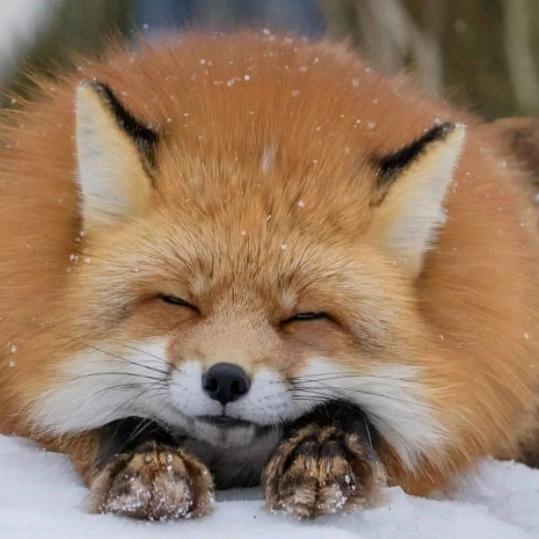 ٩(๑^o^๑)۶