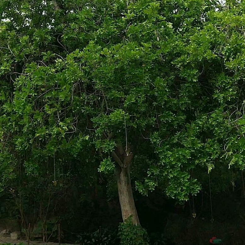 幸福一生