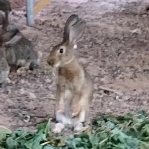陇南生态散养兔