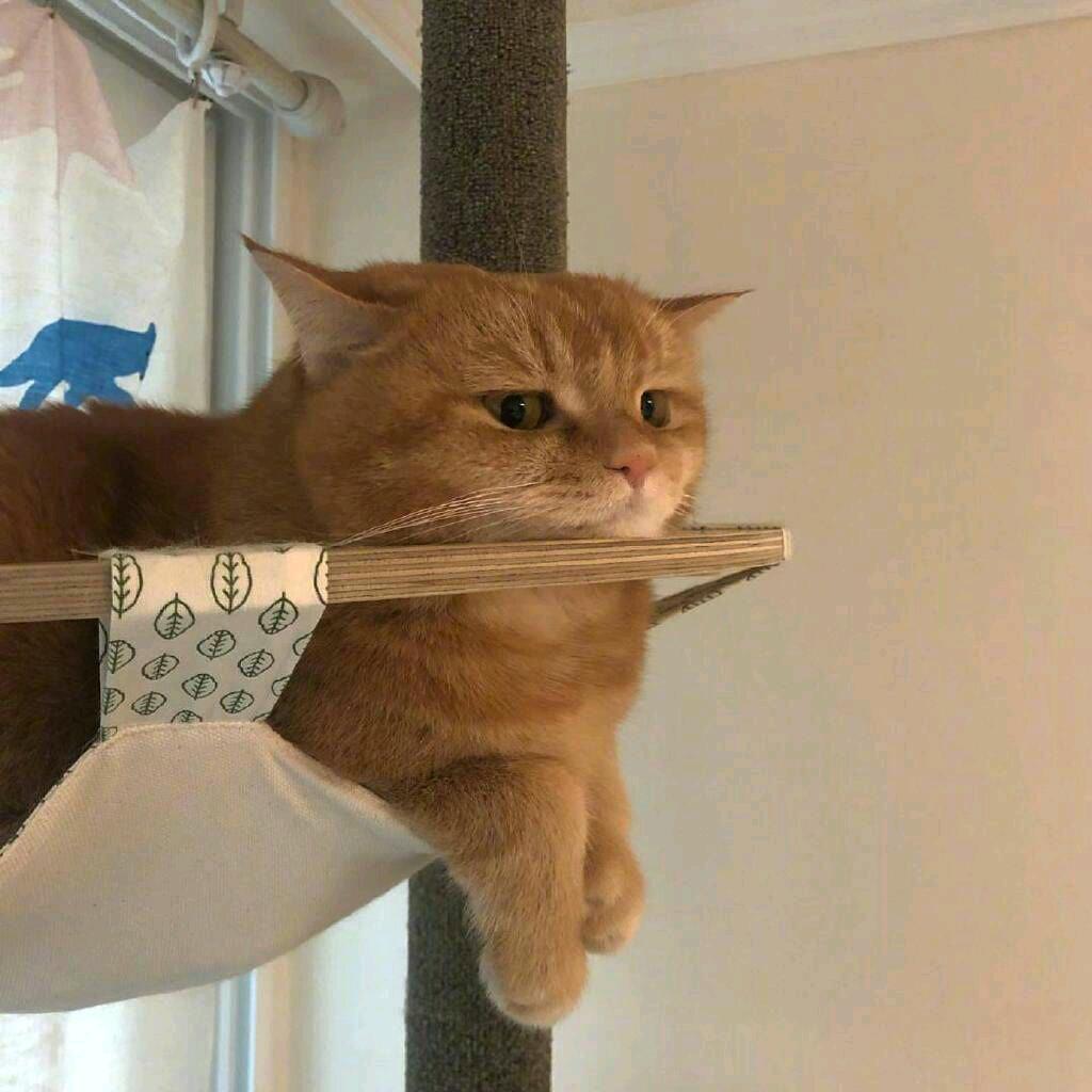艳姐宠物