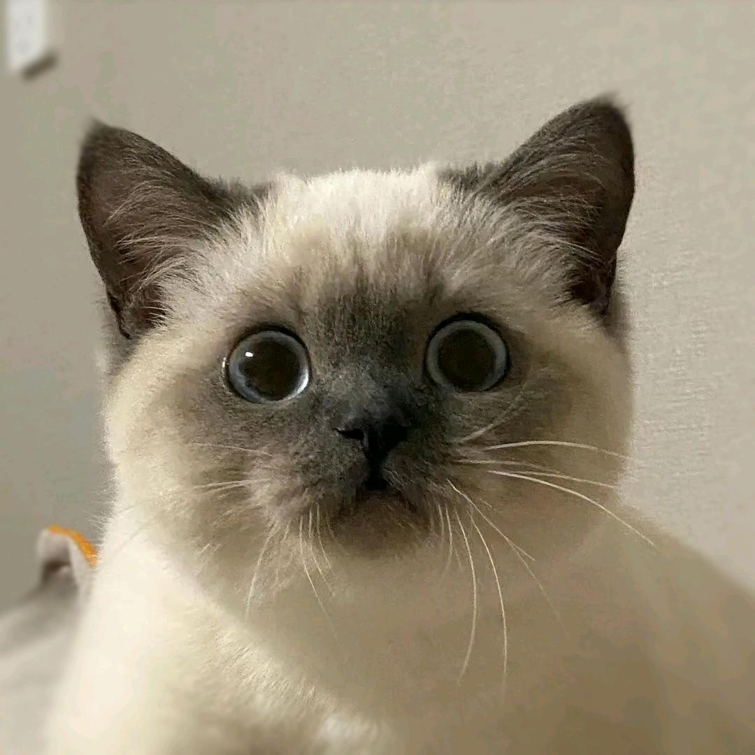傲娇小姨娘
